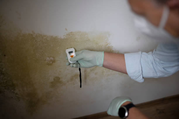 Trusted Shelbyville, IN Mold Removal Experts