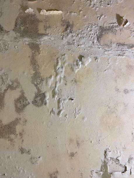 Best Mold Damage Repair  in Shelbyville, IN